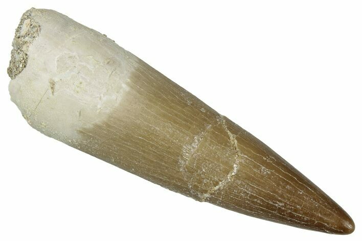 Fossil Plesiosaur (Zarafasaura) Tooth - Morocco #349852